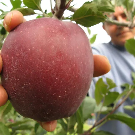 Bargiolina Lejlighed *